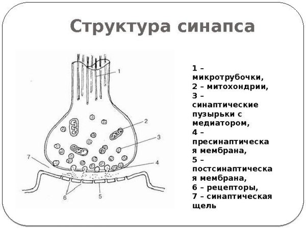 Схема строения синапса