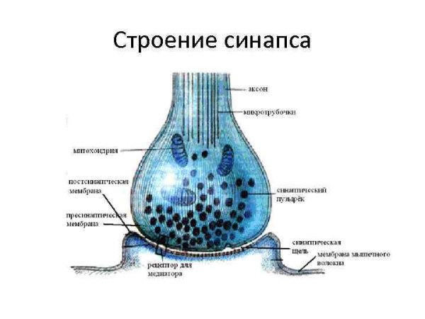Схема строения синапса