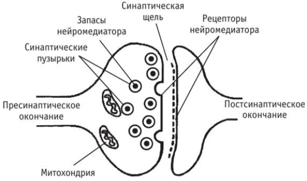 Структурно функциональные элементы синапса