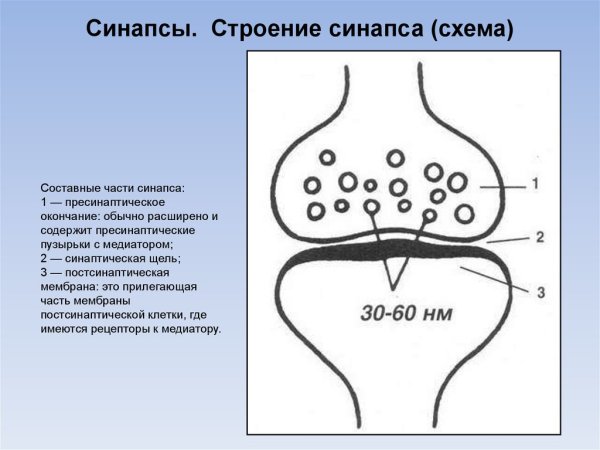 Строение химического синапса рисунок с подписями