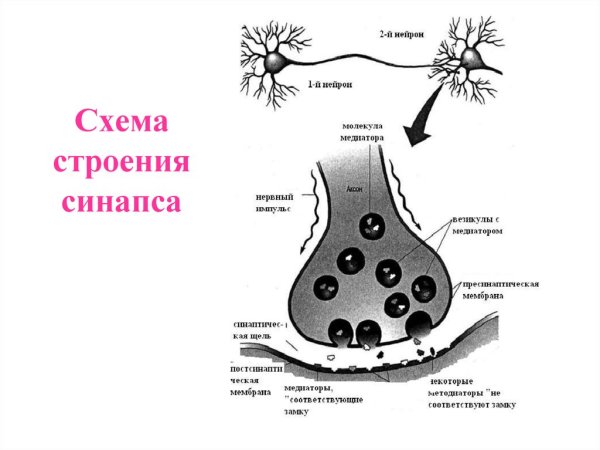 Схема строения нейрона и синапса