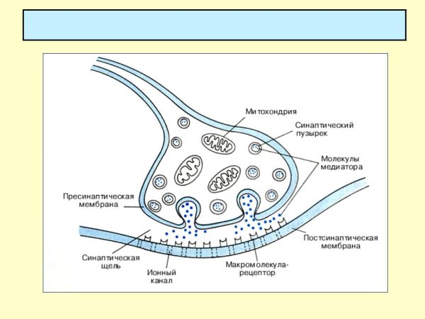 Строение химического синапса