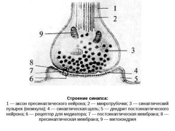 Структурные элементы синапса схема