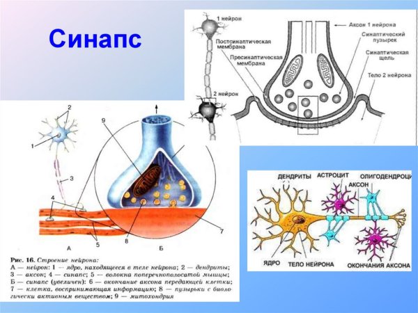 Строение нервной клетки синапс