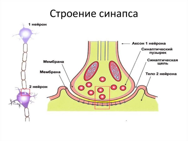 Строение нервной клетки синапс