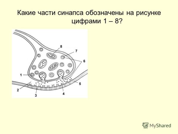 Строение синапса рисунок