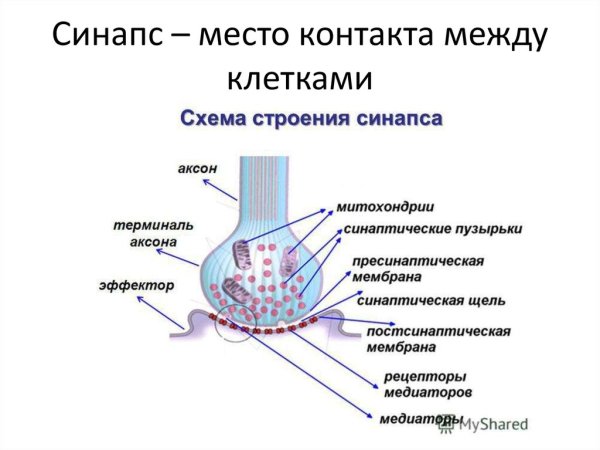 Структура синапса анатомия