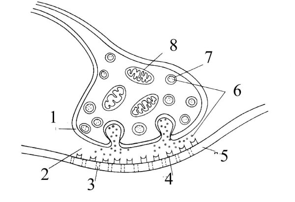 Схема строения синапса
