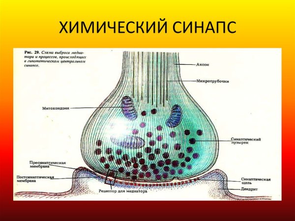 Структура химического синапса рисунок