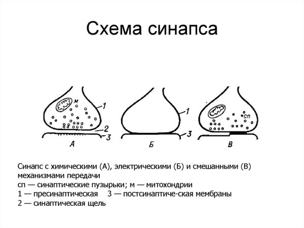 Строение смешанного синапса