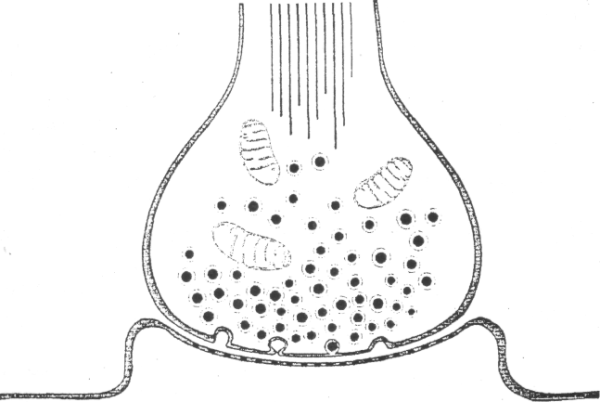 Строение синапса без подписей