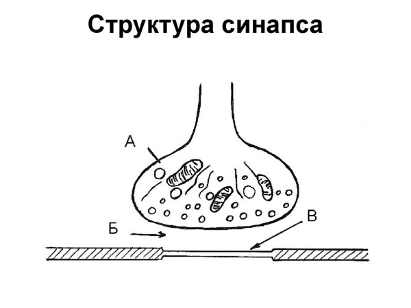 Схема строения синапса физиология