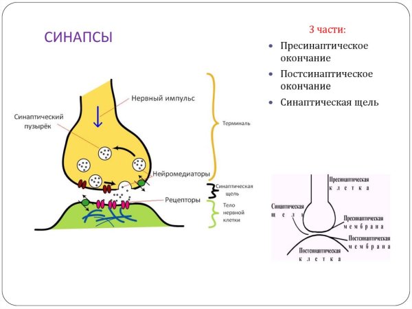 Строение синапса и передача нервного импульса
