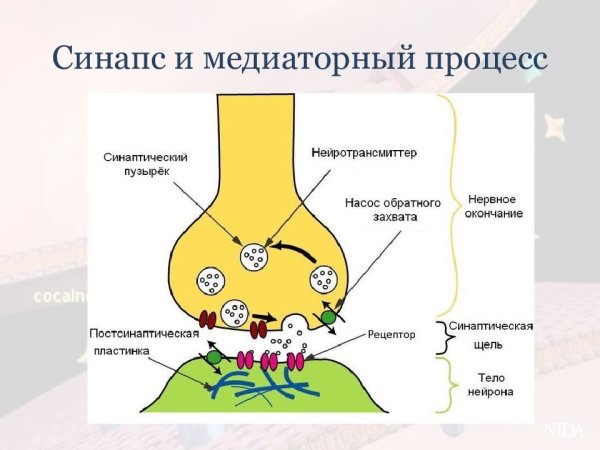 Механизм синаптической передачи нервного импульса через синапс