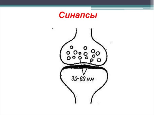 Электрический синапс рисунок
