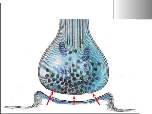 Ганглионарные синапсы это