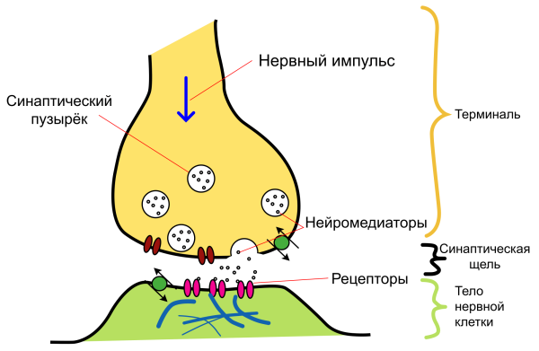 Структура химического синапса рисунок