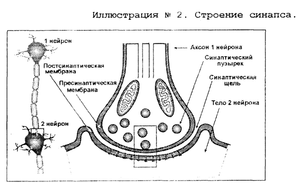 Схема строения синапса