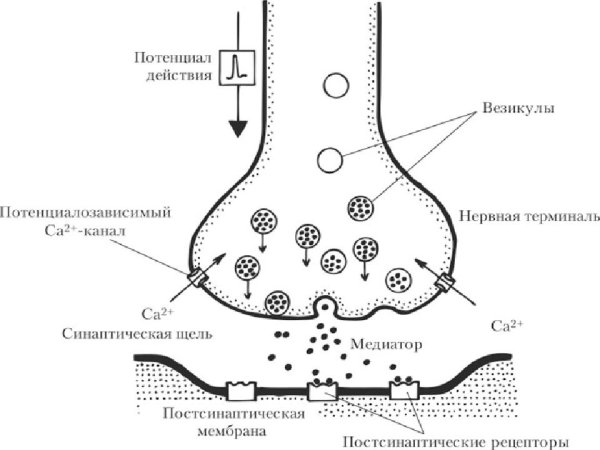 Строение химического синапса физиология