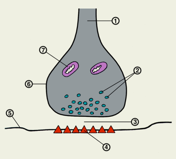 Схема строения синапса