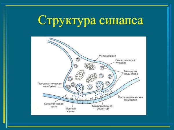 Общее строение синапса