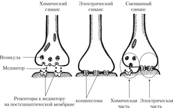 Схема электрического синапса