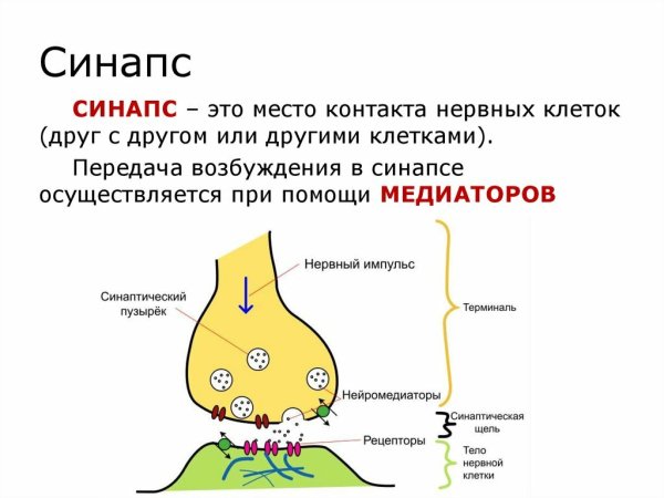 Медиаторы синапсов схема