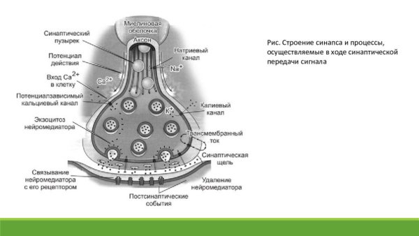 Схема строения химического синапса
