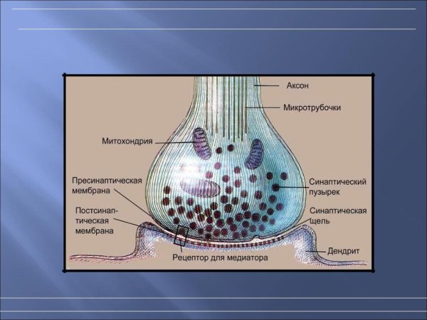 Структура синапса рисунок