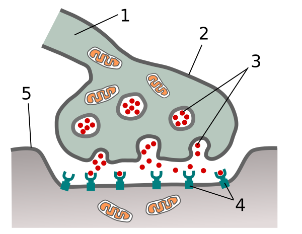 Строение синапса без подписей