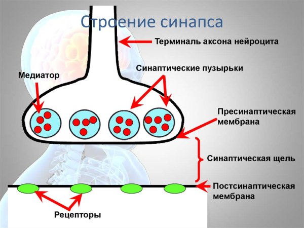 Строение химического синапса рисунок