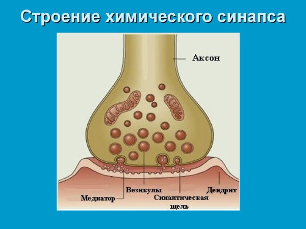Синапсы строение химического синапса