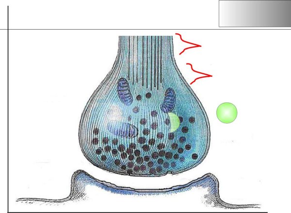 Синапс пресинаптическая мембрана