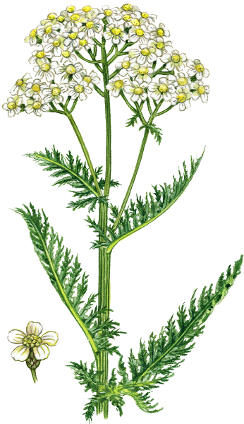 Тысячелистник трава