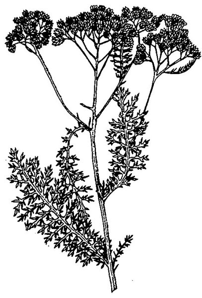 Тысячелистник обыкновенный транспарант