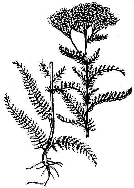 Тысячелистник Луговой