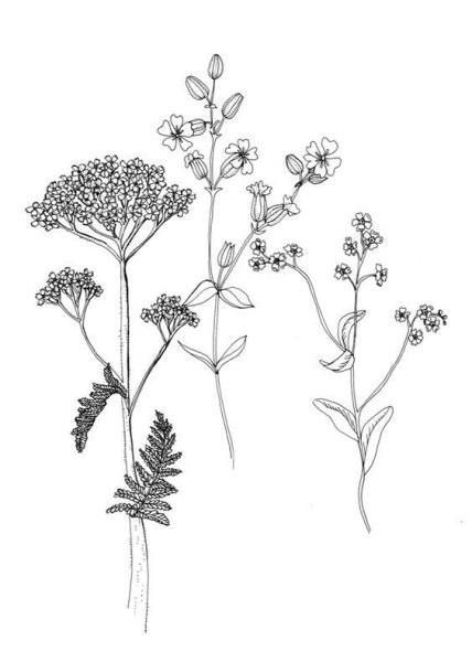Тысячелистник (Achillea millefolium)