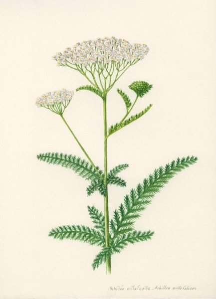 Тысячелистник ЛРС