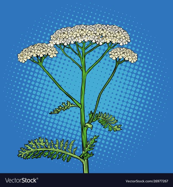 Тысячелистник обыкновенный акварелью