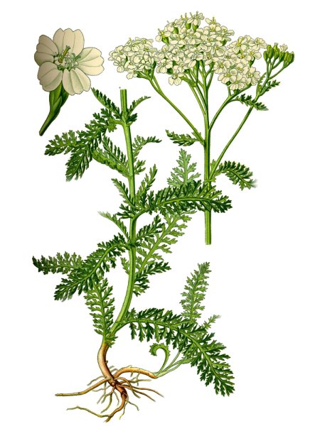 Тысячелистник обыкновенный ботаника