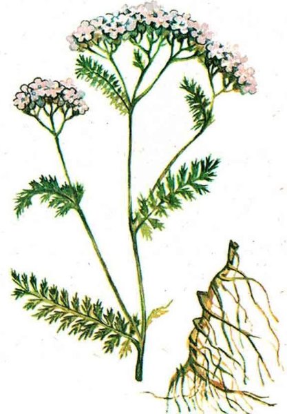 Тысячелистник обыкновенный корень