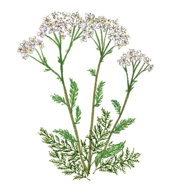 Тысячелистник обыкновенный рисунок