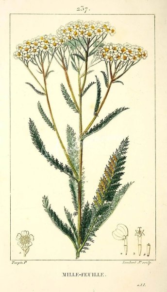 Achillea millefolium Ботаническая иллюстрация