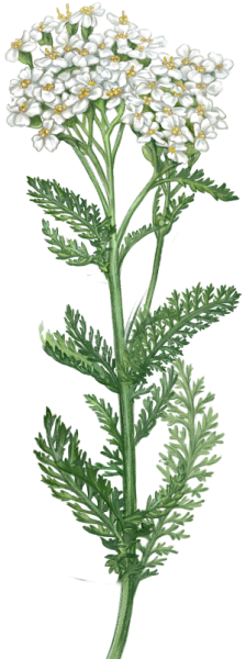 Тысячелистник обыкновенный ботаника