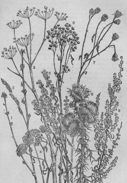 Тысячелистник обыкновенный ботаника