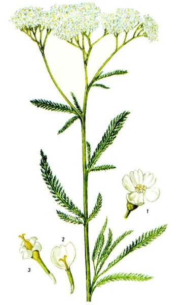 Тысячелистник обыкновенный ЛРС