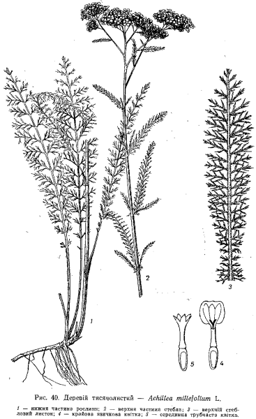 Тысячелистник обыкновенный чб
