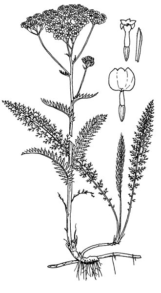 Тысячелистник вектор