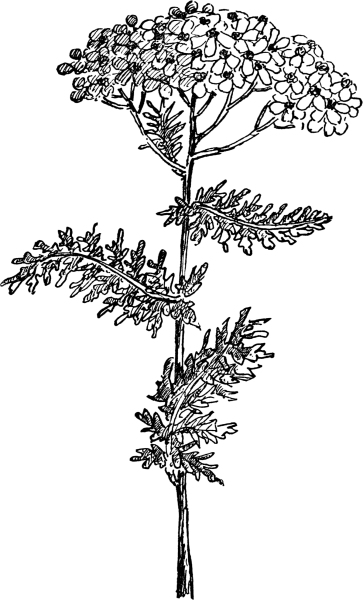 Achillea millefolium vector