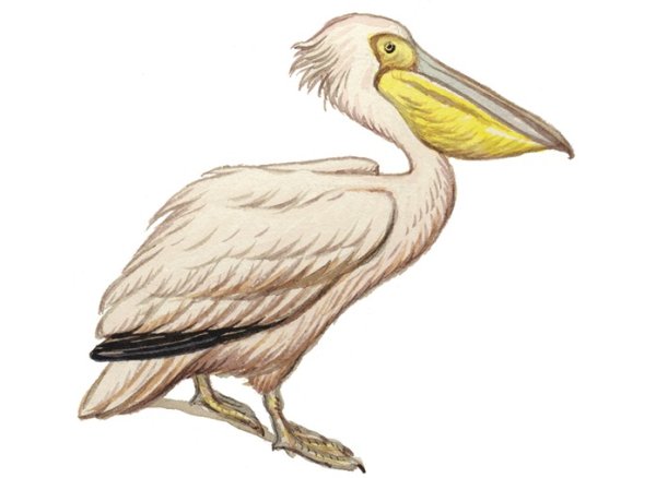 Пеликан для детей